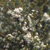 Olearia solandri